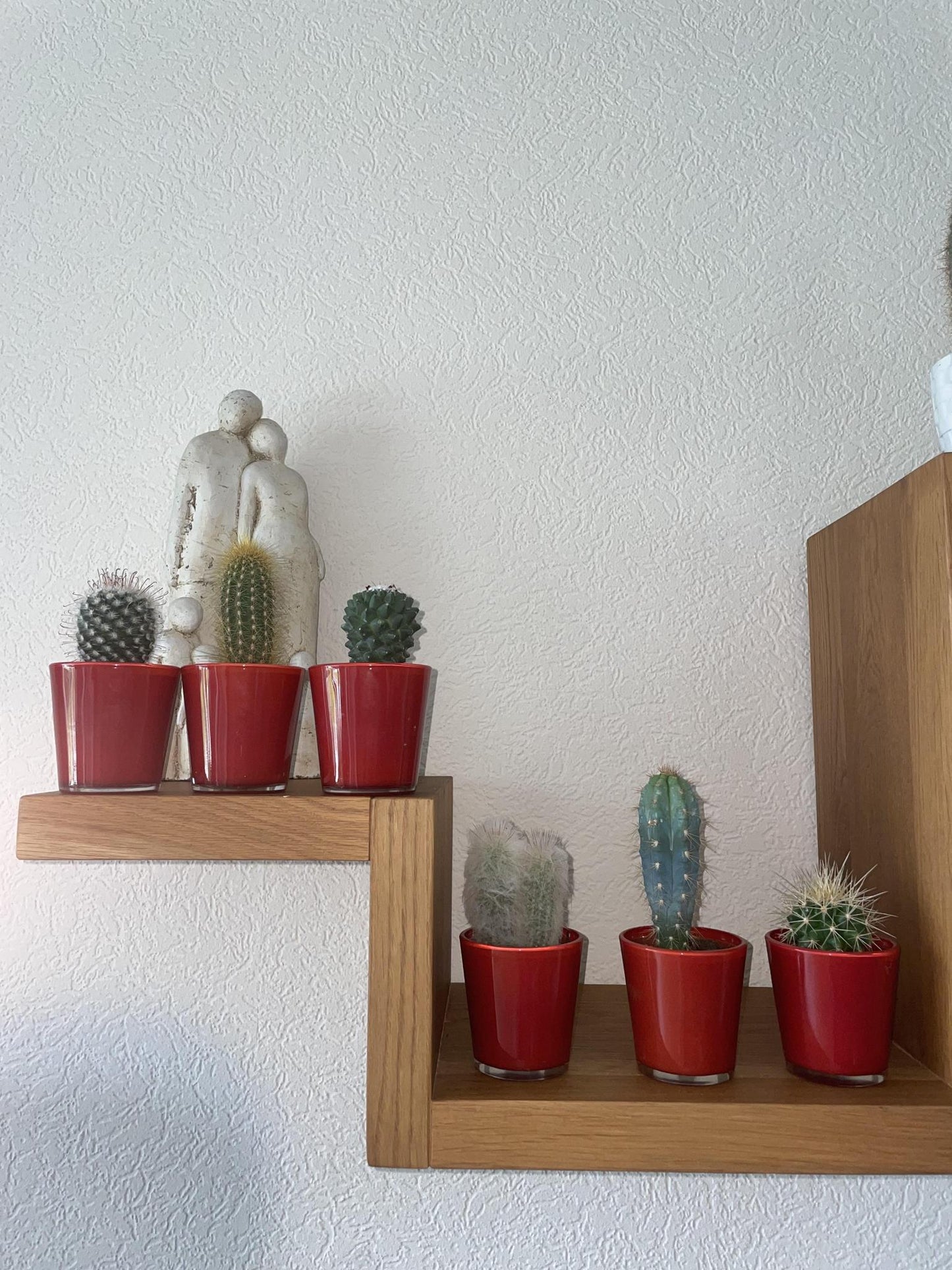 Cactus Mix - 6.5cmØ - 8-15cm hoog- (6 Stuks) - Red Glasses - Ø7.5 cm