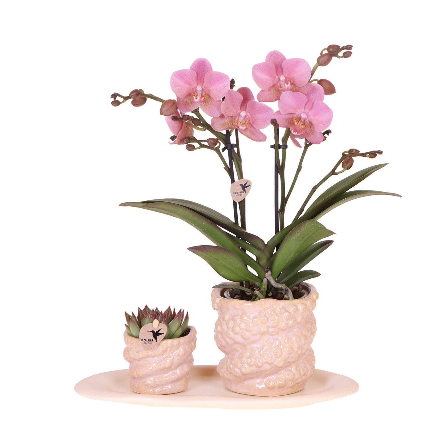 Kolibri Company | Geschenkset Octopus Pink small | Grünpflanze mit altrosa Phalaenopsis Orchidee in Octopus pink Zierpflanzgefäßen auf weißem organischem Tablett