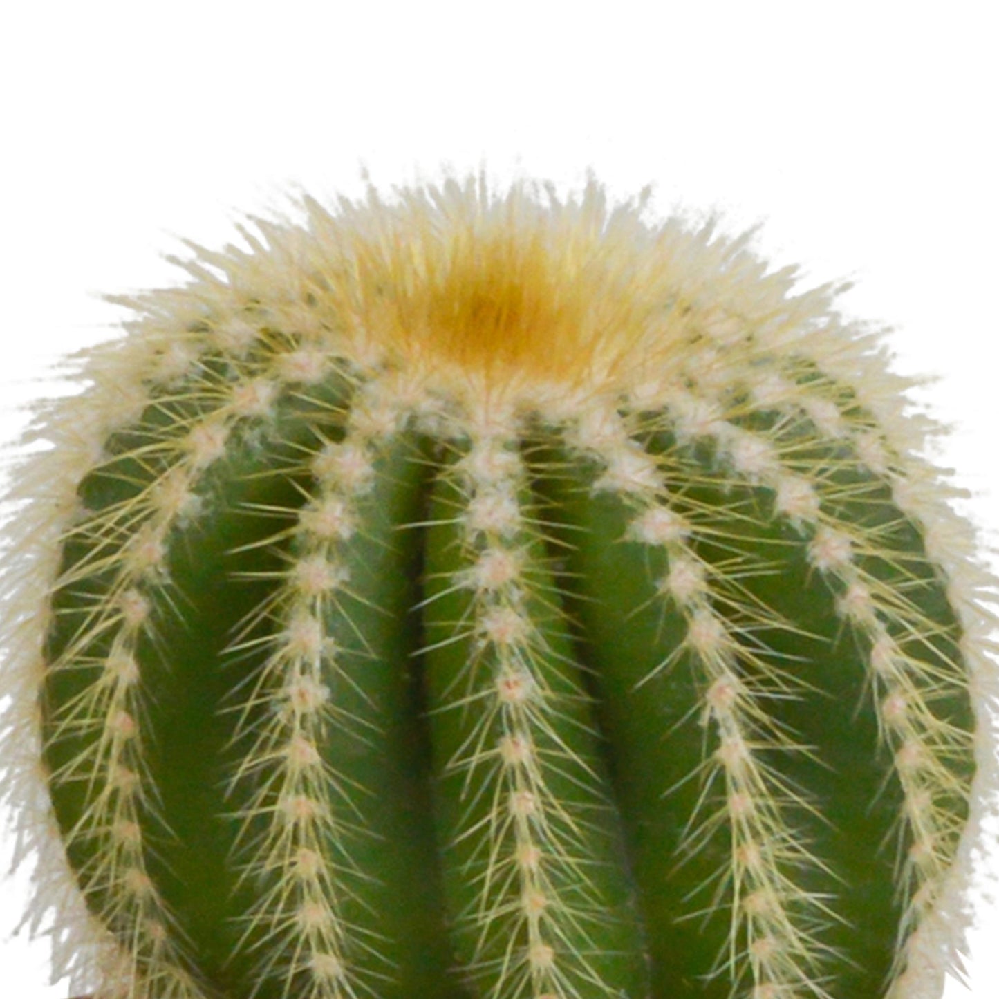 Bolcactus-Mischung 8,5 cm - ohne Topf