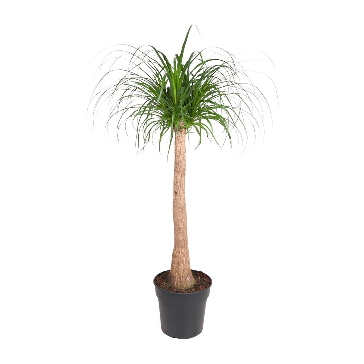 Beaucarnea Stam - 130 cm hoch - Topfgröße Ø32 cm - Elefantenfuß für modernes Raumdesign