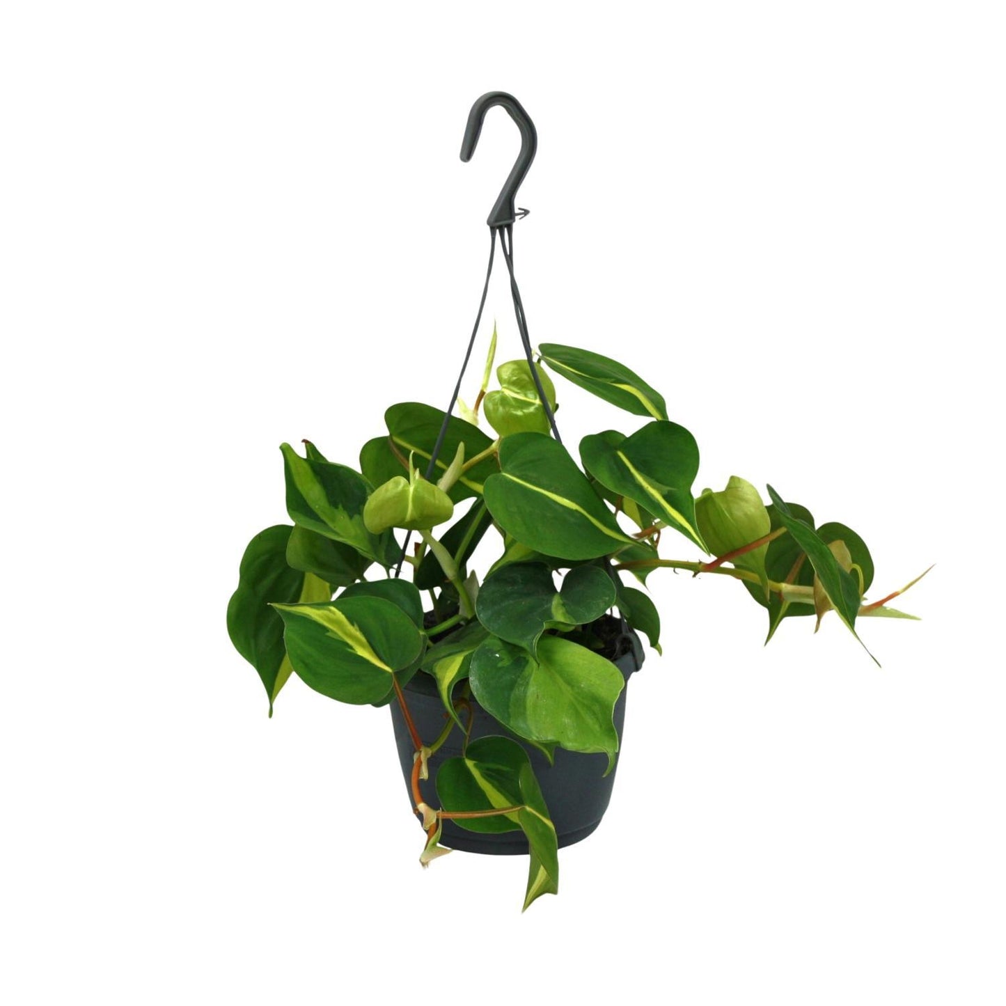 Philodendron Scandens Brasil – Farbenfroher Kletterphilodendron für stilvolle Innenräume (Ø 15 cm, Höhe 35 cm)