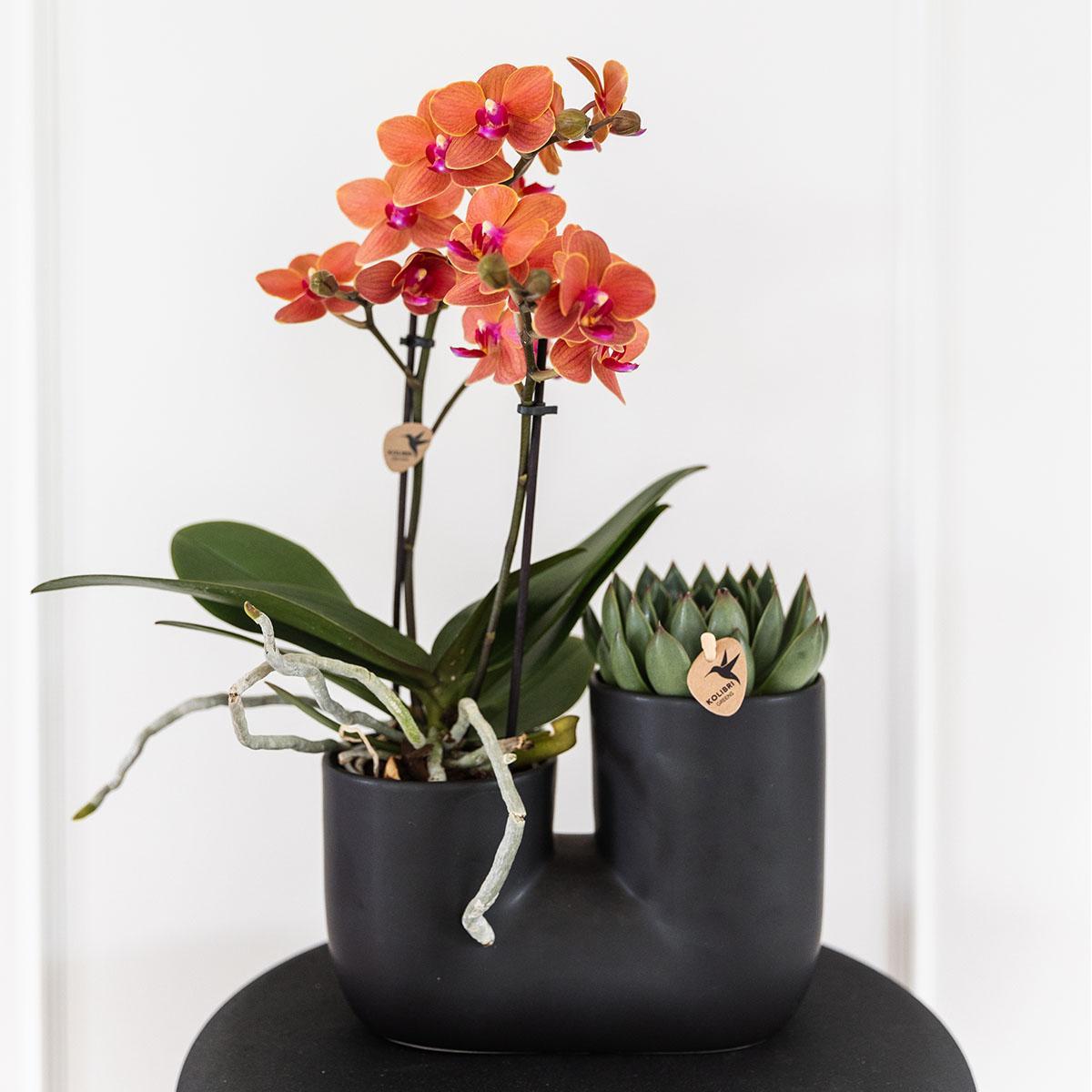 Kolibri Orchids | Set aus orangefarbener Bolzano-Orchidee und Sukkulente im schwarzen dekorativen Röhrentopf - Topfgröße Ø9cm | blühende Zimmerpflanze - frisch vom Züchter