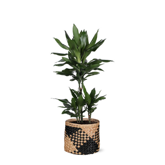 Dracaena Janet Lind Ø21cm - ↕90cm in Albury BLACK Print Korb