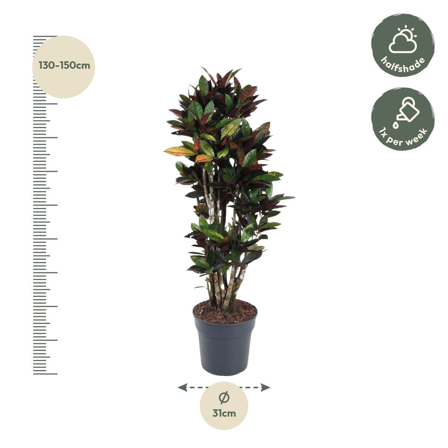 Codiaeum Mrc Iceton vertakt - 140 cm - ø31