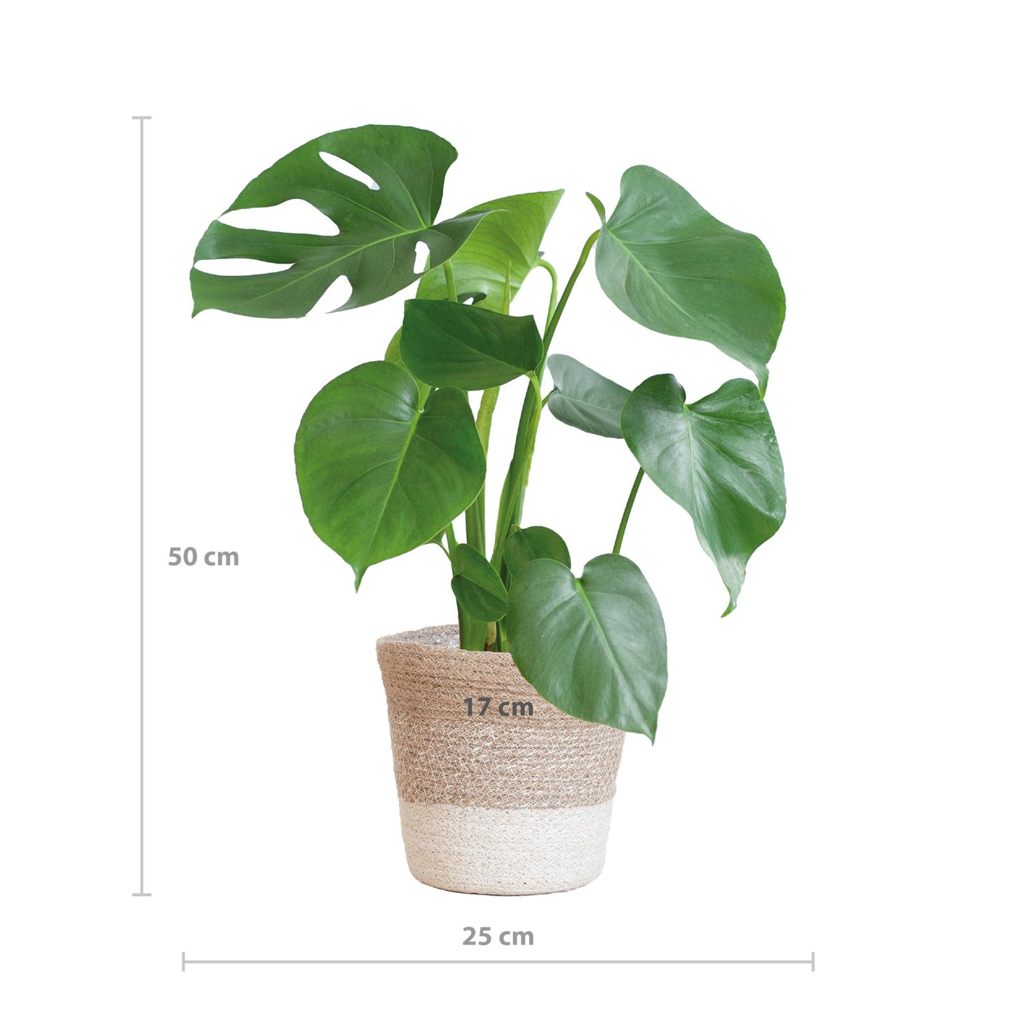 Monstera Deliciosa mit Lissabon Korb weiß- 50cm - Ø17