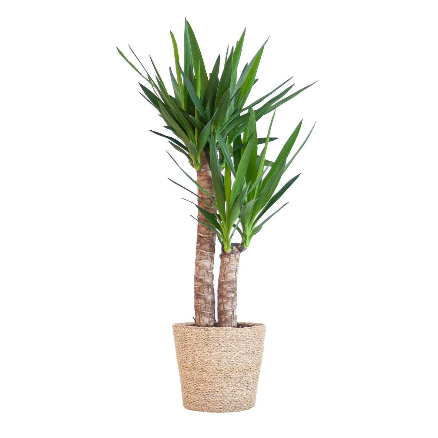 Yucca Elephantipes mit Sofia-Korb natur - 90cm - Ø21