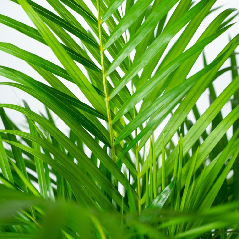 Areca-Palme mit Topf - ↨130cm - Ø24cm