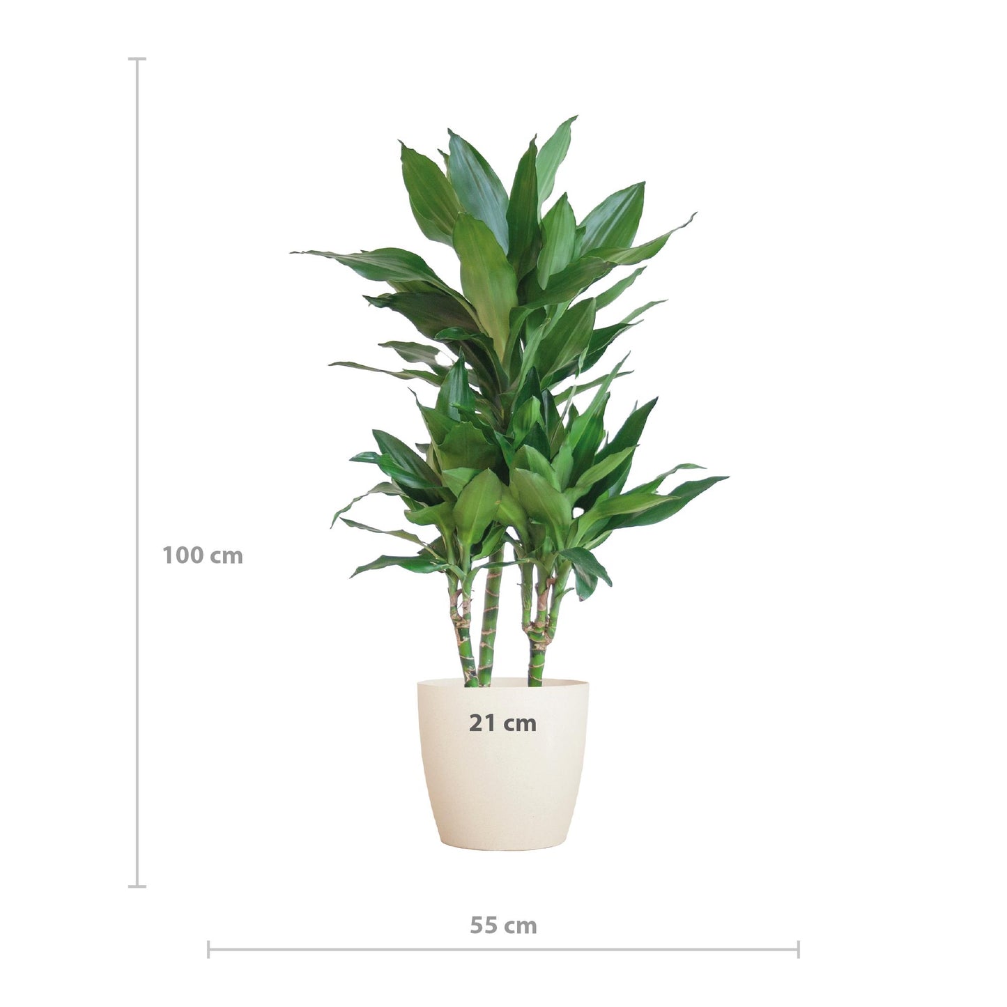 Dracaena  Janet Lindt mit Viber Weiß - 95cm - Ø21