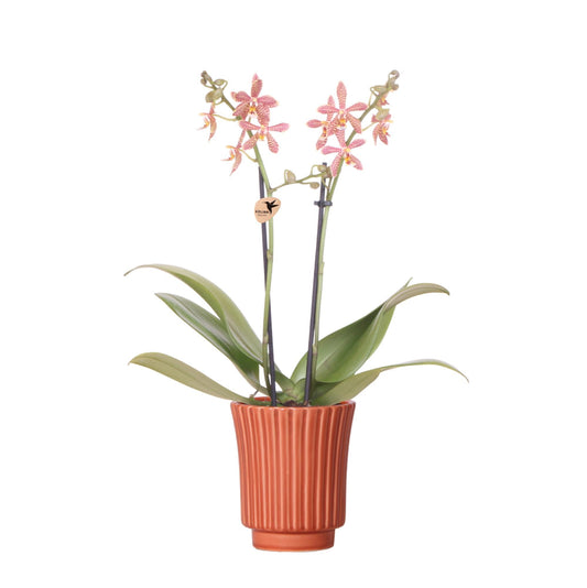 Kolibri Orchids | orange Phalaenopsis Orchidee - Spider in Retro Terracotta - Topfgröße Ø9cm | blühende Zimmerpflanze - frisch vom Züchter