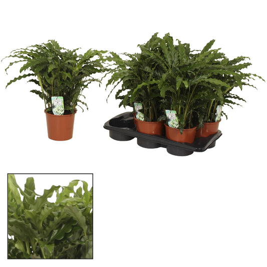 Calathea  Bluegrass - Ø17 ↕65