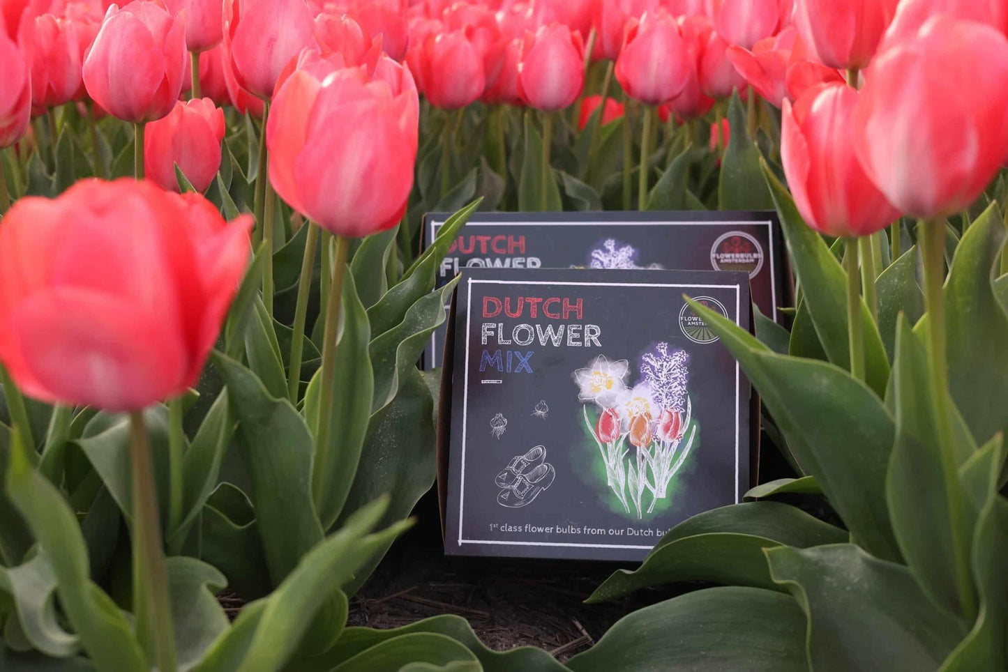 Flowerbulbs Amsterdam Dutch Flower Mix - Luxusbox mittel, 40 Premium Blumenzwiebeln, Größe 12+