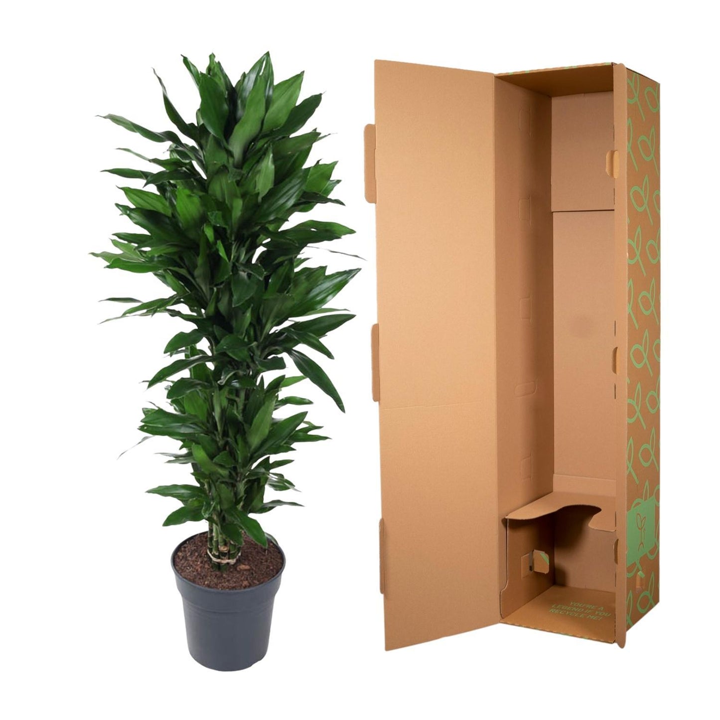 Dracaena Janet Lind vertakt - 150 cm - ø31