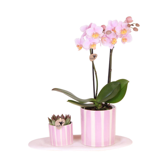 Kolibri Orchids | Geschenkset Mediterranean Sunset Klein | Grüne Pflanze mit Rosa Phalaenopsis Orchidee Andorra in Painted Stripe Zierpflanzentöpfen auf Weißem Organischen Tablett