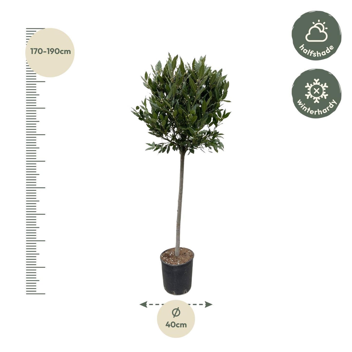 Laurus nobilis – Edler Lorbeerbaum für Garten und Terrasse (180 cm Höhe, Ø 40 cm)