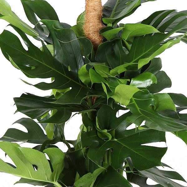 Monstera Deliciosa  Ø27cm - ↕150cm im weißen Topf