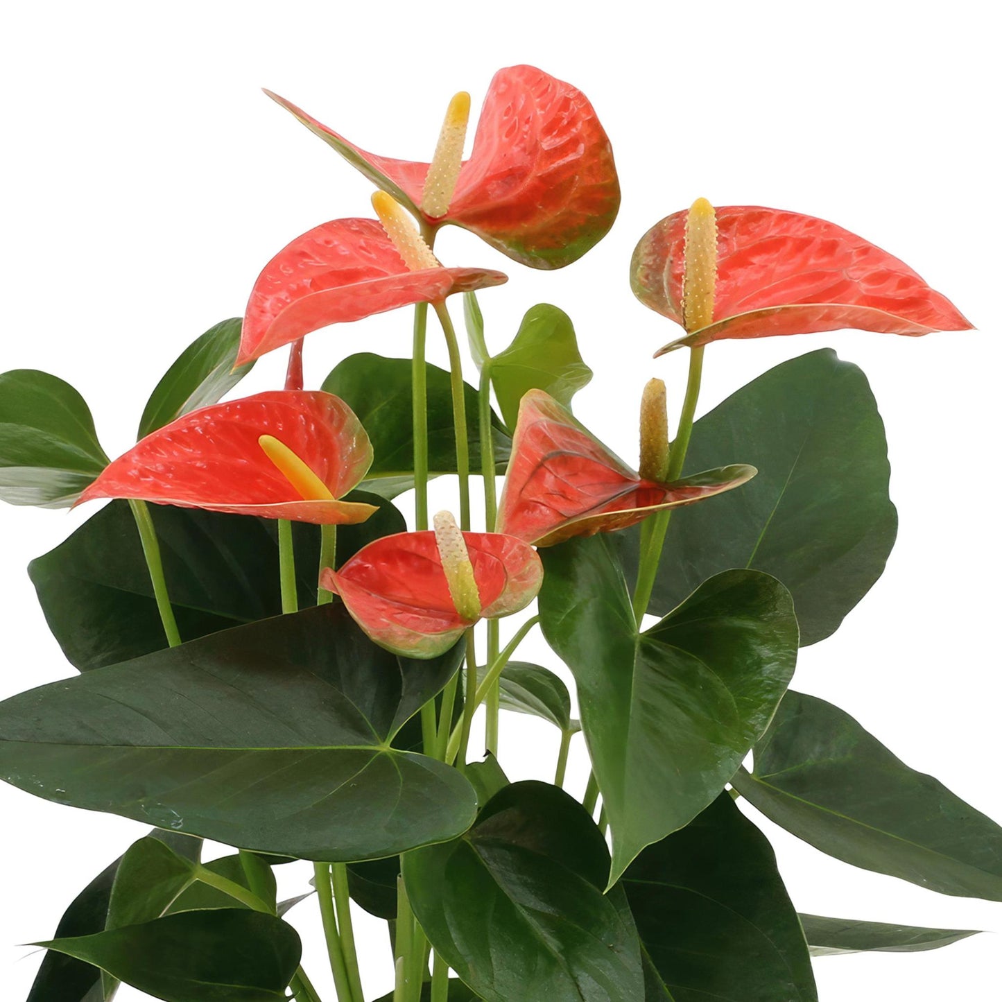 Anthurium Andreanum Orangener Prinz inkl. PURE Korb - 45cm - Ø12