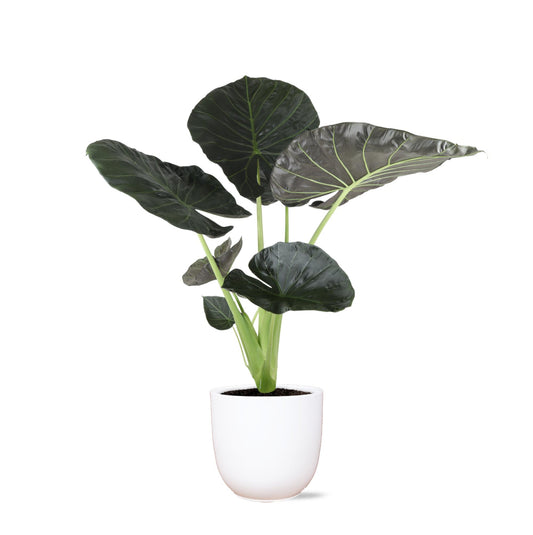 Alocasia 'Regal Shield'  | In elegantem Boule WIT Topf | Ø21cm Topf, ↕100cm Höhe