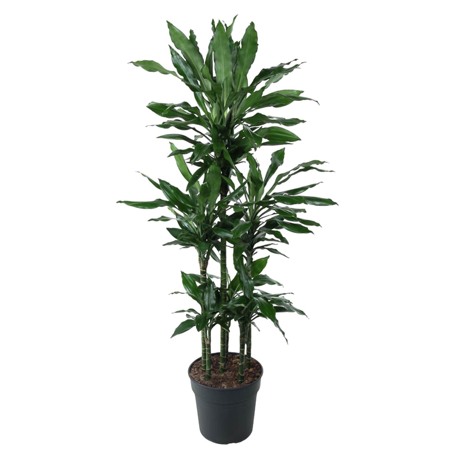 Dracaena Janet Lind Carrousel - 140 cm - ø31