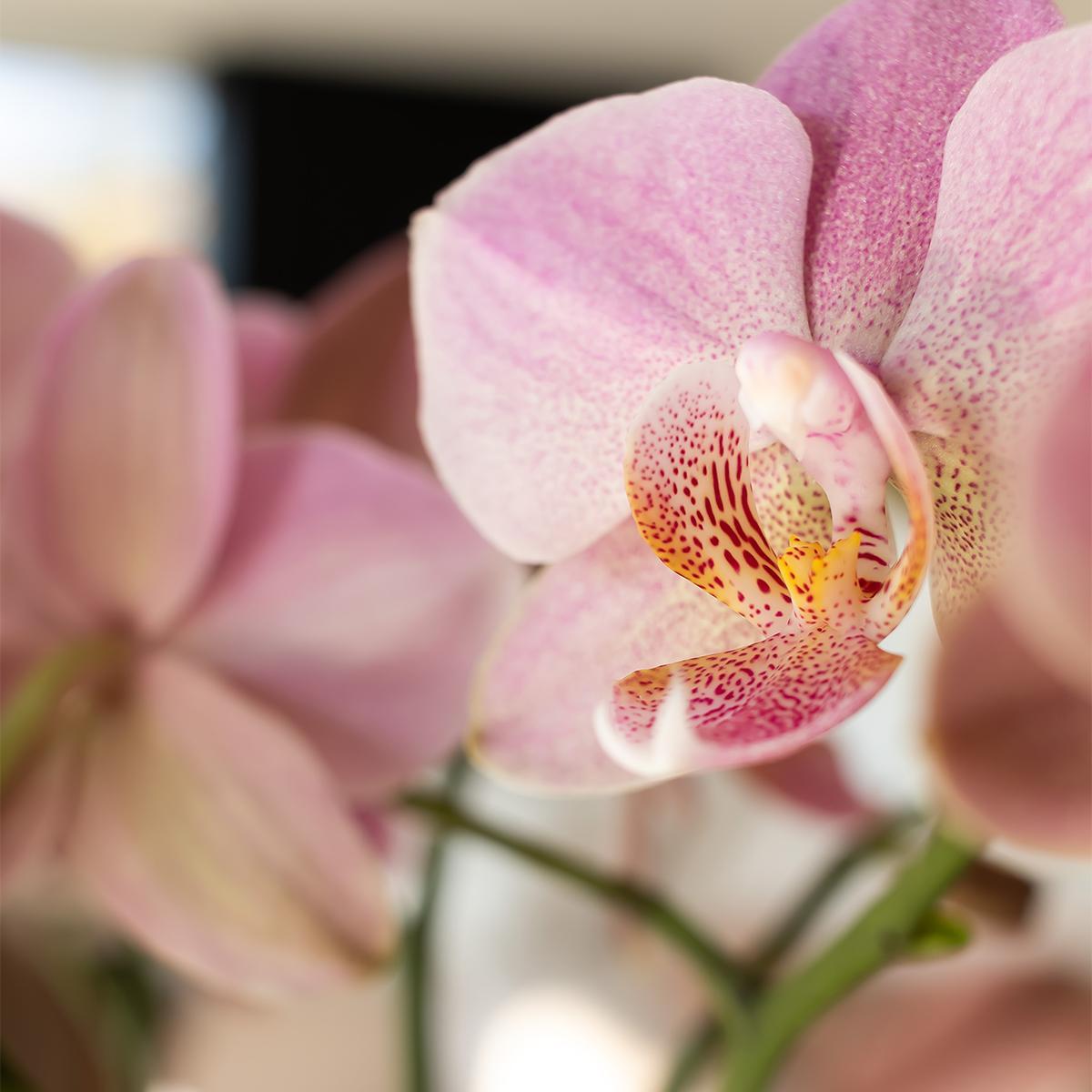 Altrosa Phalaenopsis Orchidee - Jewel Treviso - Topfgröße Ø12cm | blühende Zimmerpflanze - frisch vom Züchter