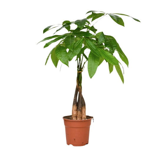 Pachira Aquatica - Geldbaum - Ø17cm - ↕65cm