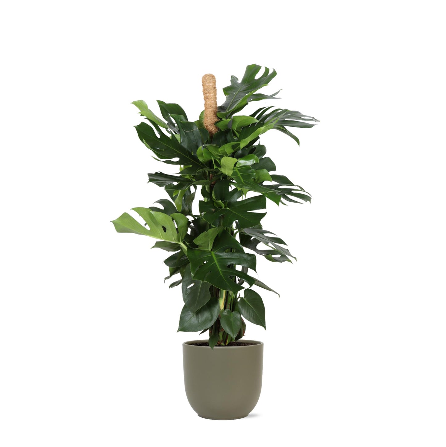 Monstera Deliciosa Ø27cm - ↕150cm im grünen Topf