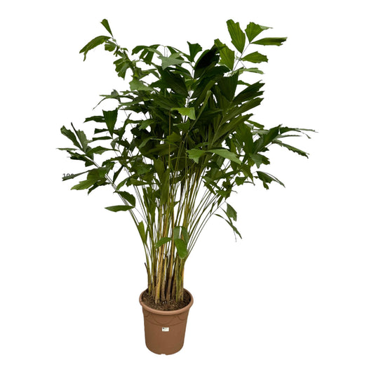 Caryota Mitis - 210 cm - Ø40cm | Majestätische Tropenpalme für Exklusive Akzente