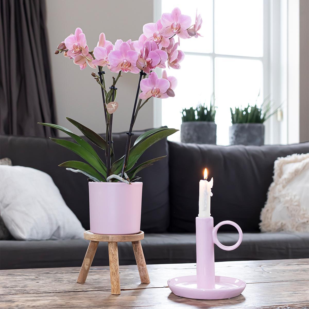 Pflanzenset Goldfuß rosa | Set mit rosa Phalaenopsis Orchidee und Hoya Kerrii inkl. Keramik-ZiertöpfePflanzenset Goldfuß rosa mit Phalaenopsis Orchidee und Hoya Kerrii, inklusive Keramik-Ziertöpfe - Topfgröße Ø6-9cm