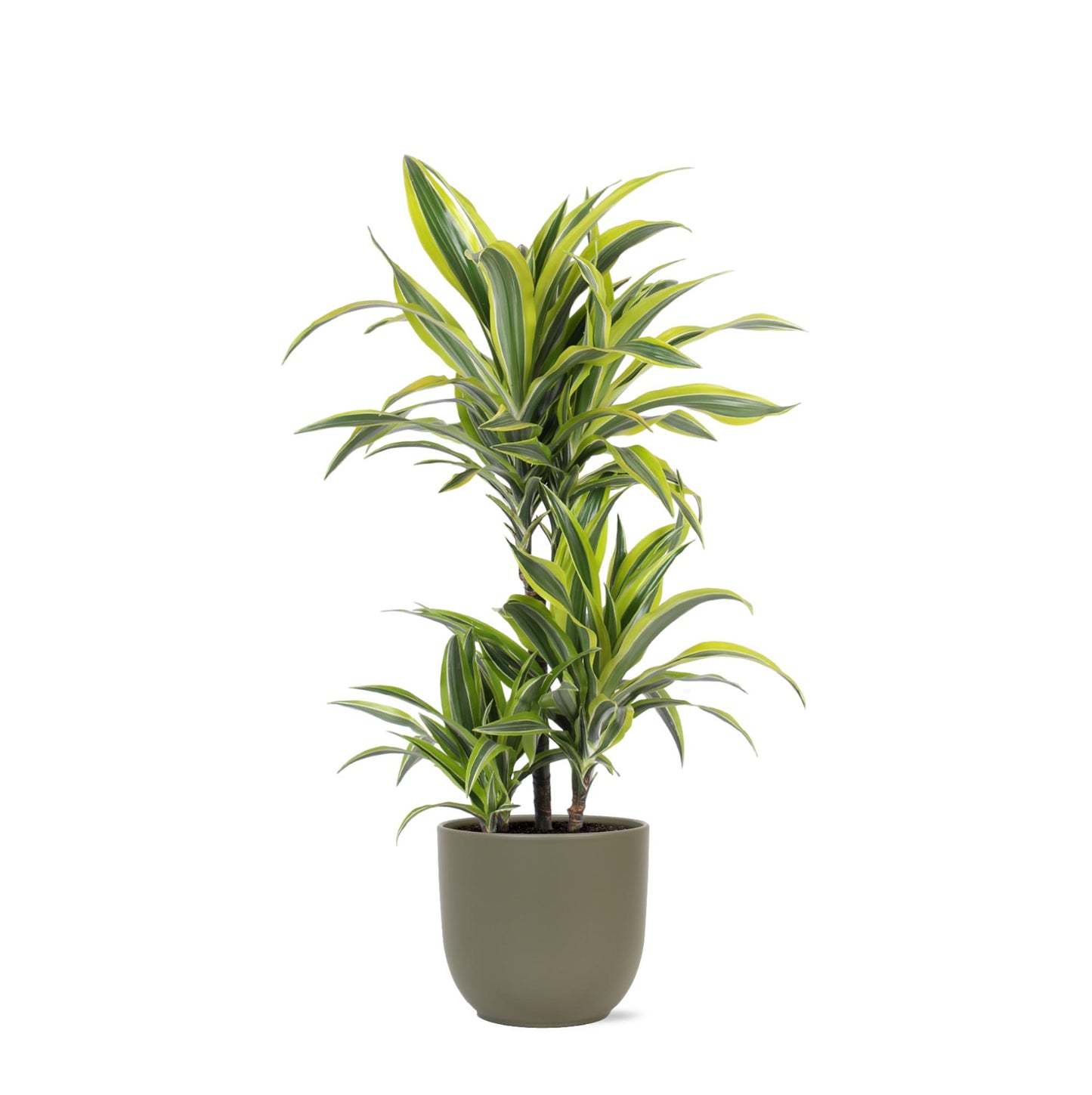 Dracaena Lemon Lime Ø21cm - ↕65cm im Boule OLIJF Topf