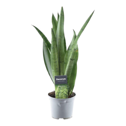 Sansevieria Spearmint - 45 cm - ø12