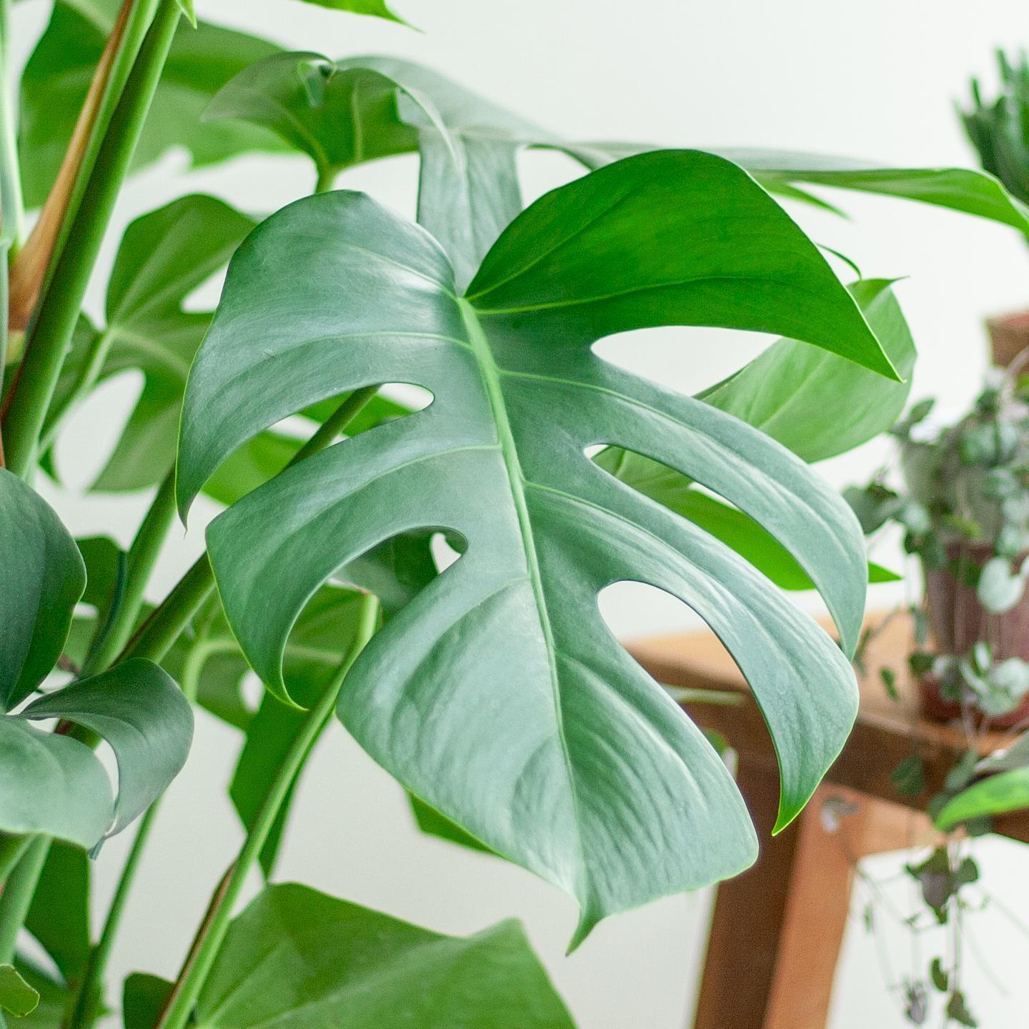 Monstera Deliciosa XL mit Korb Torun  - 120cm - Ø24