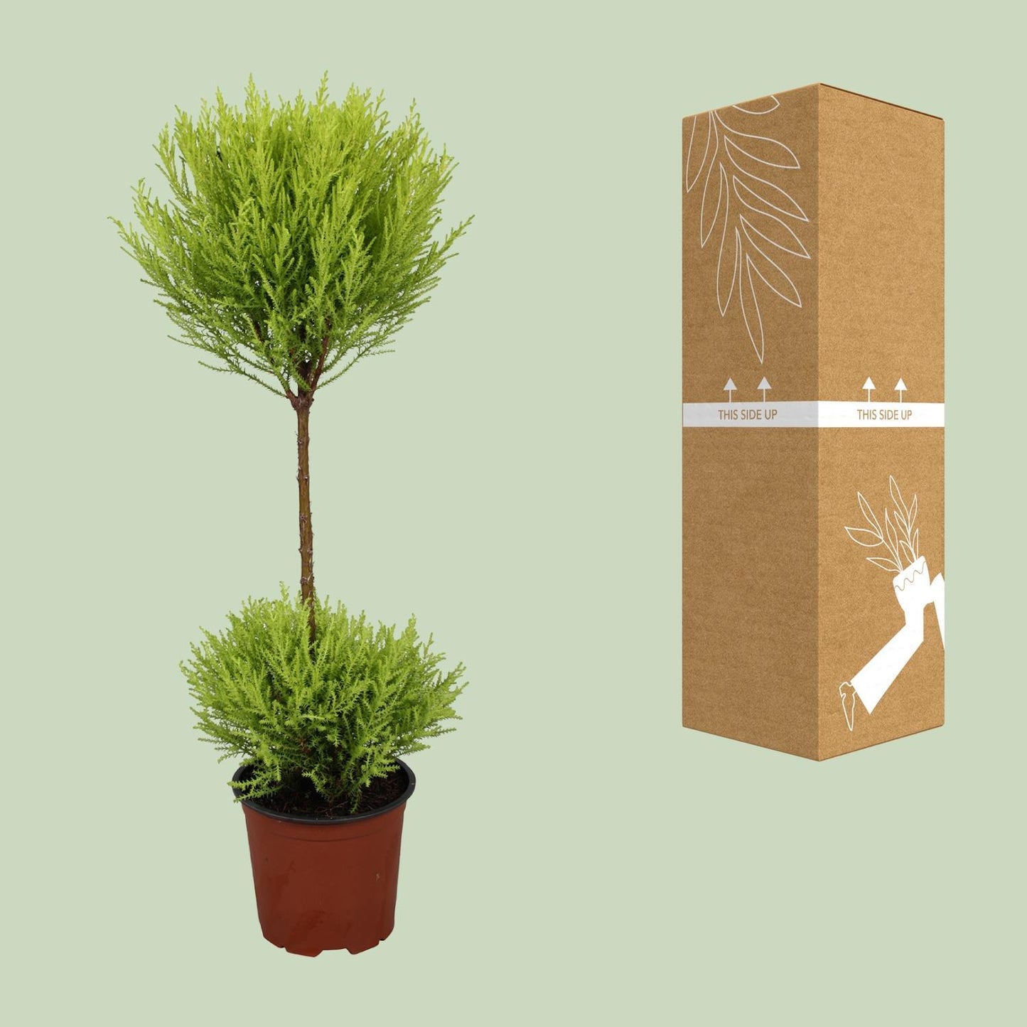 Cupressus Goldcrest Wilma - Ø14cm - ↕60cm