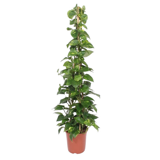 Epipremnum Aureum pyramide - 160 cm - ø27