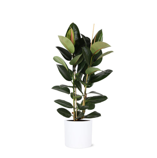 Ficus Elastica Robusta Ø24cm - ↕110cm in Era WIT pot