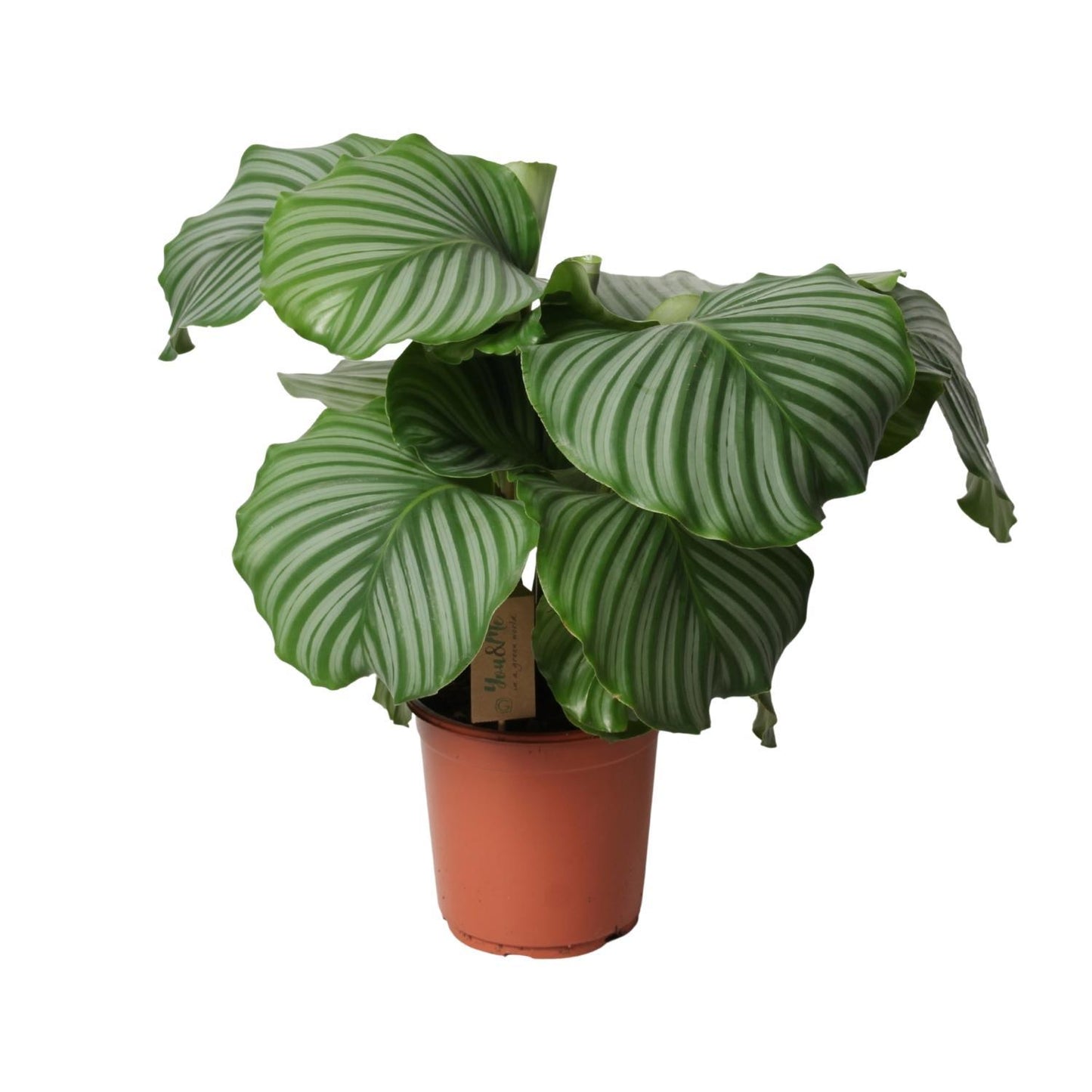 Calathea Orbifolia - Ø21cm - ↕55cm