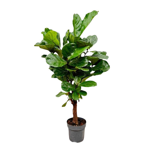 Ficus Lyrata vertakt - 150cm - ø24