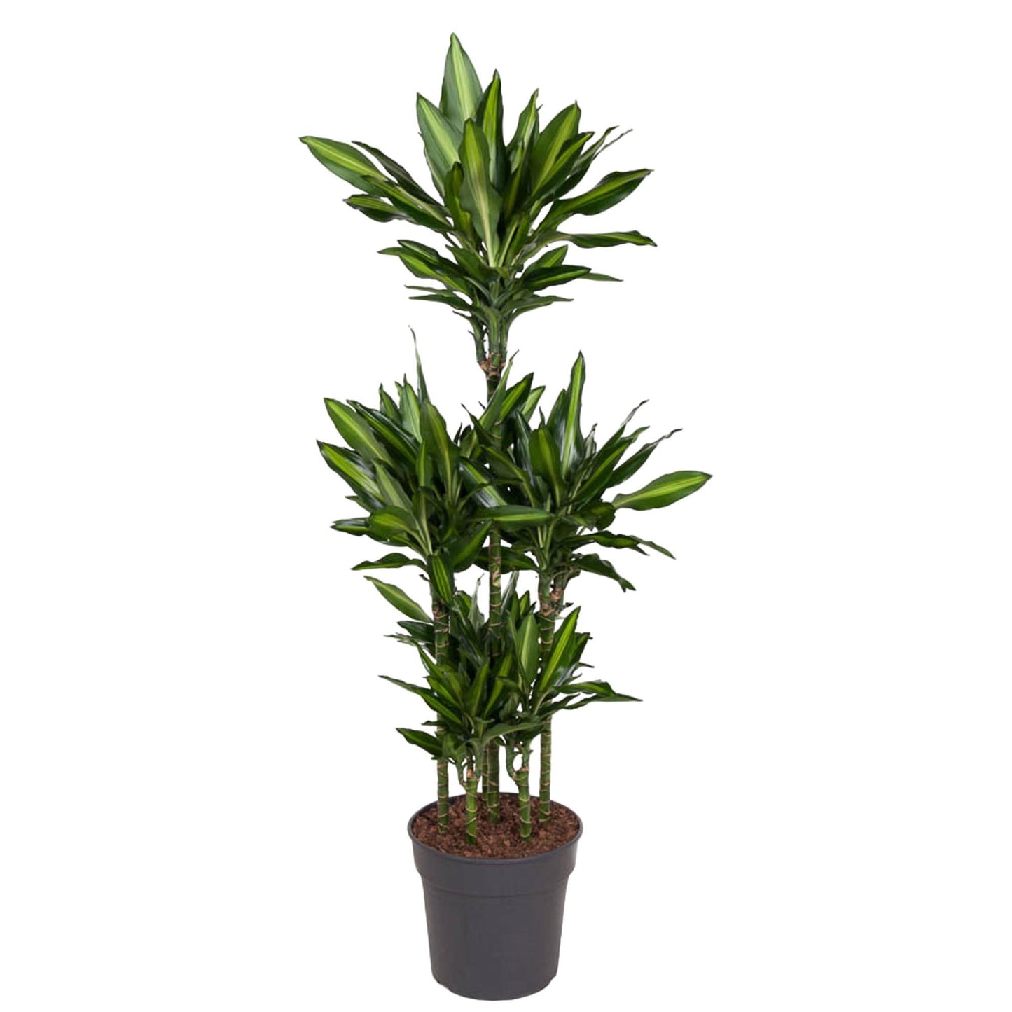 Dracaena Cintho Carrousel - 140 cm - ø31