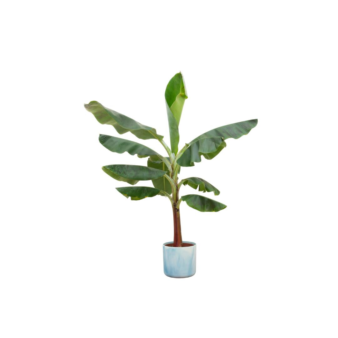 Combi deal: Bananenplant (Musa) inkl. Ocean Round atlantisch blau - Tropische Höhe trifft maritime Eleganz