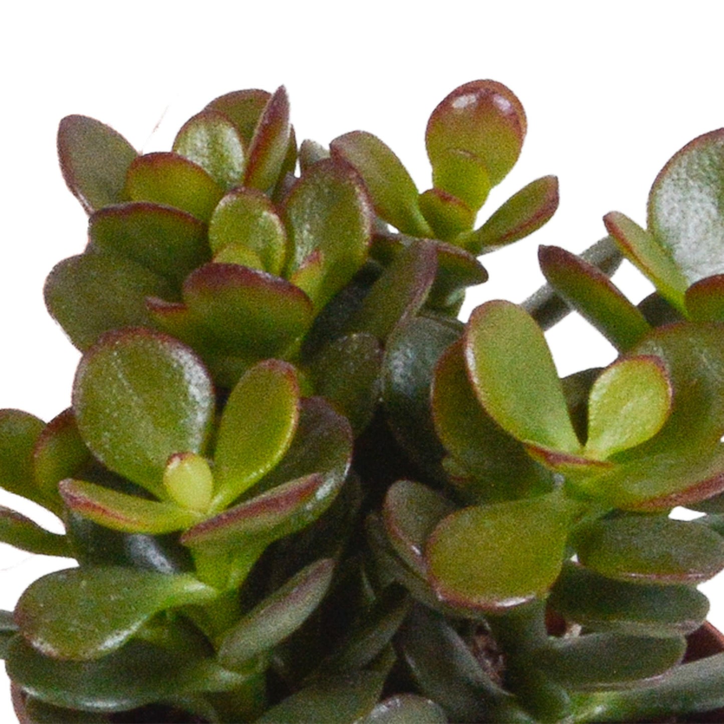 Crassula Mix - 8,5 cm - 3x - im weißen Topf