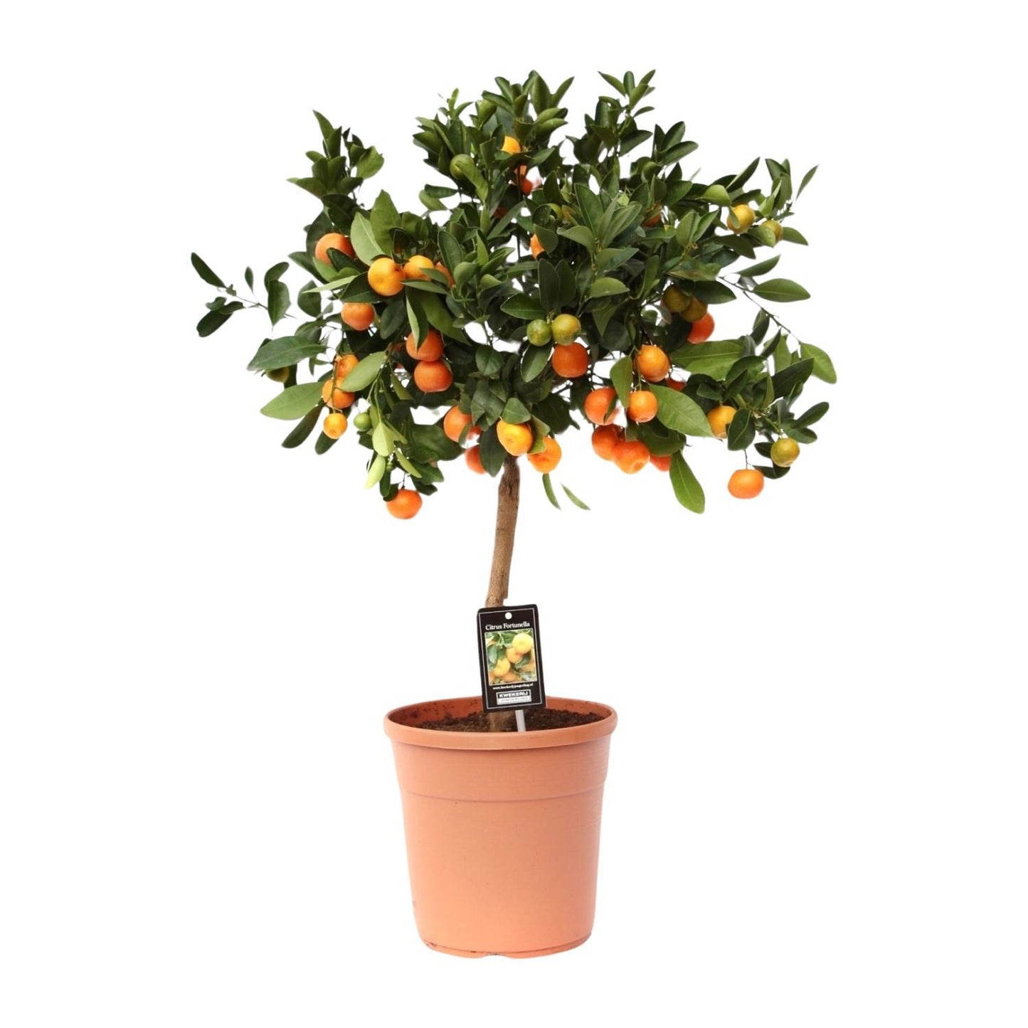 Citrus Calamondin - Ø22 cm - ↕80 cm | Exotischer Zitrusbaum für Tropisches Flair