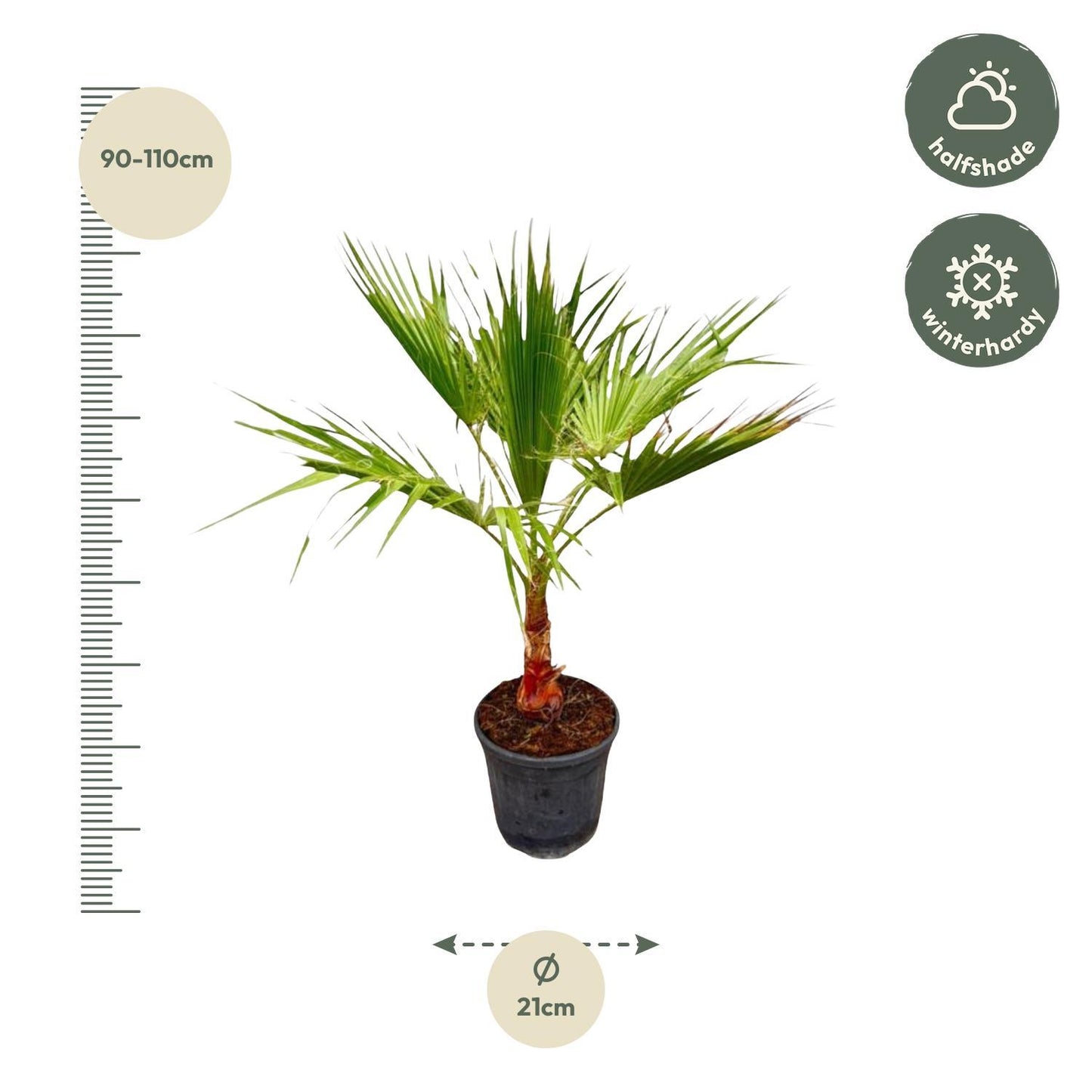 Washingtonia - 100 cm - Ø21