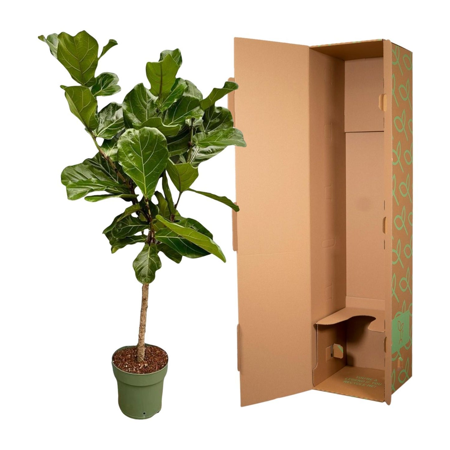 Ficus Lyrata stam - 160 cm - Ø27