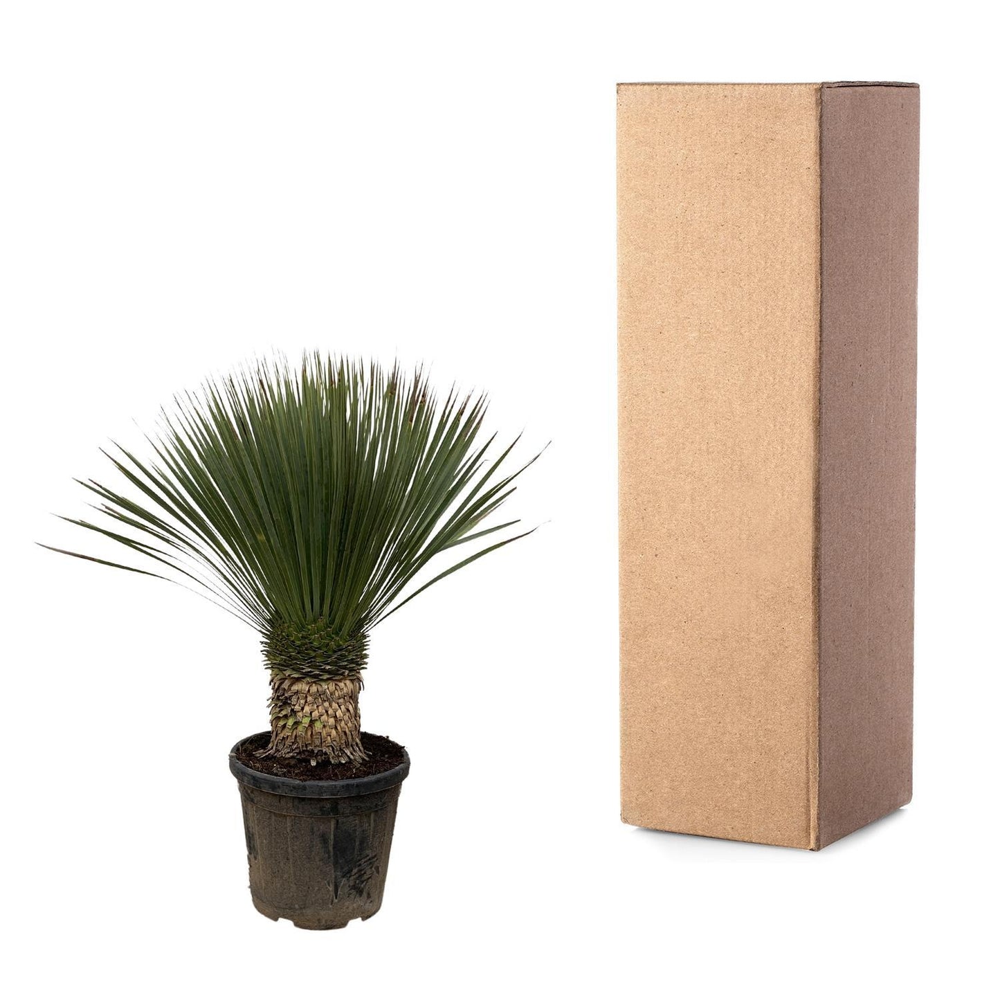 Yucca Rostrata - 120cm - Ø35cm