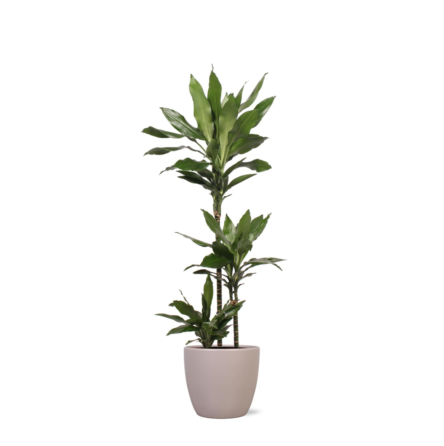 Dracaena Janet Lind in Boule TAUPE pot Ø24cm ↕120cm