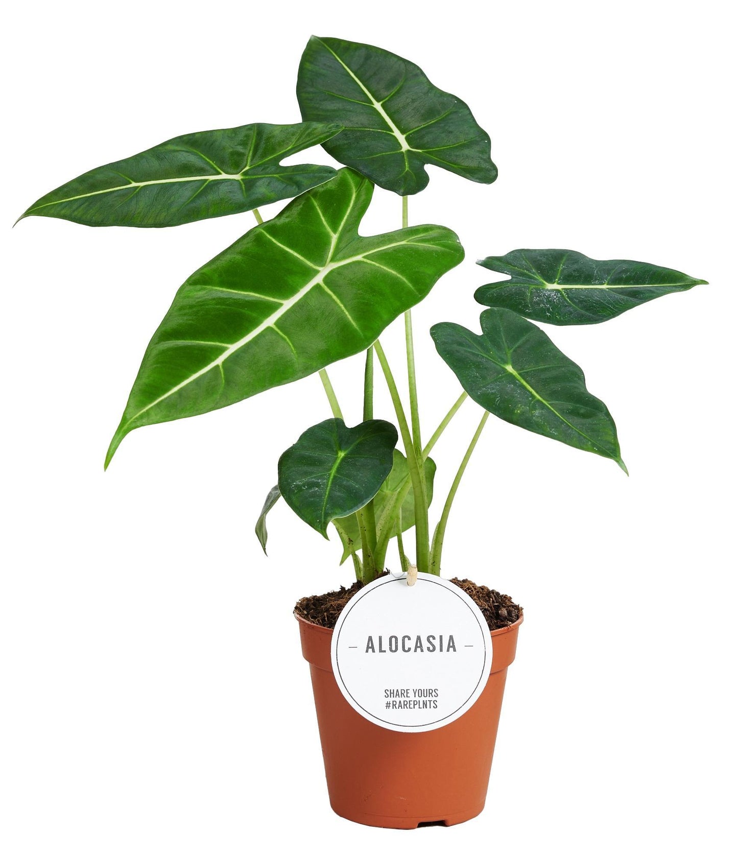 Alocasia Frydek - Samtiger Dschungelzauber für Ihr Zuhause