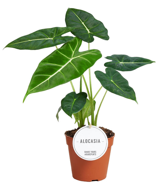 Alocasia Frydek - Samtiger Dschungelzauber für Ihr Zuhause