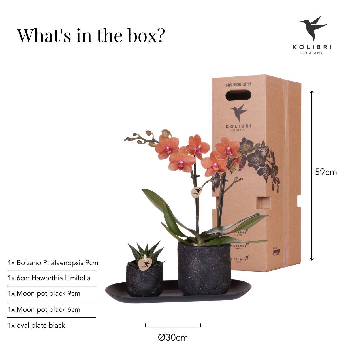 Kolibri Company | Pflanzenset Home Hub Small | Orange Phalaenopsis Orchidee Bolzano und Sukkulente inkl. Keramik-Zierpflanzgefäße auf schwarzem Tablett