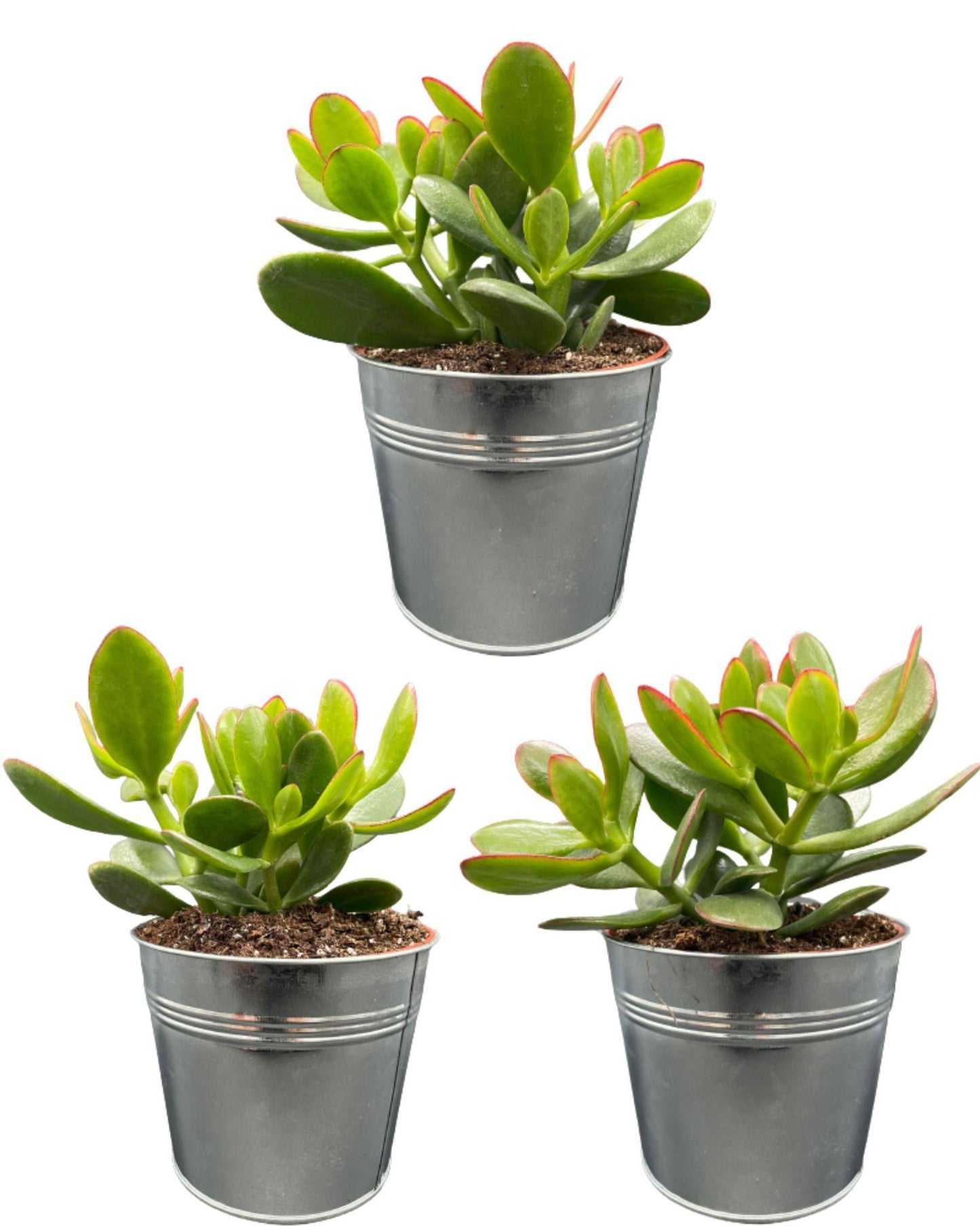 Succulenten- Crassula Ovata - 12cmØ- 15-20cm Groß - (3 Stück ) - Zinc - Ø13 cm