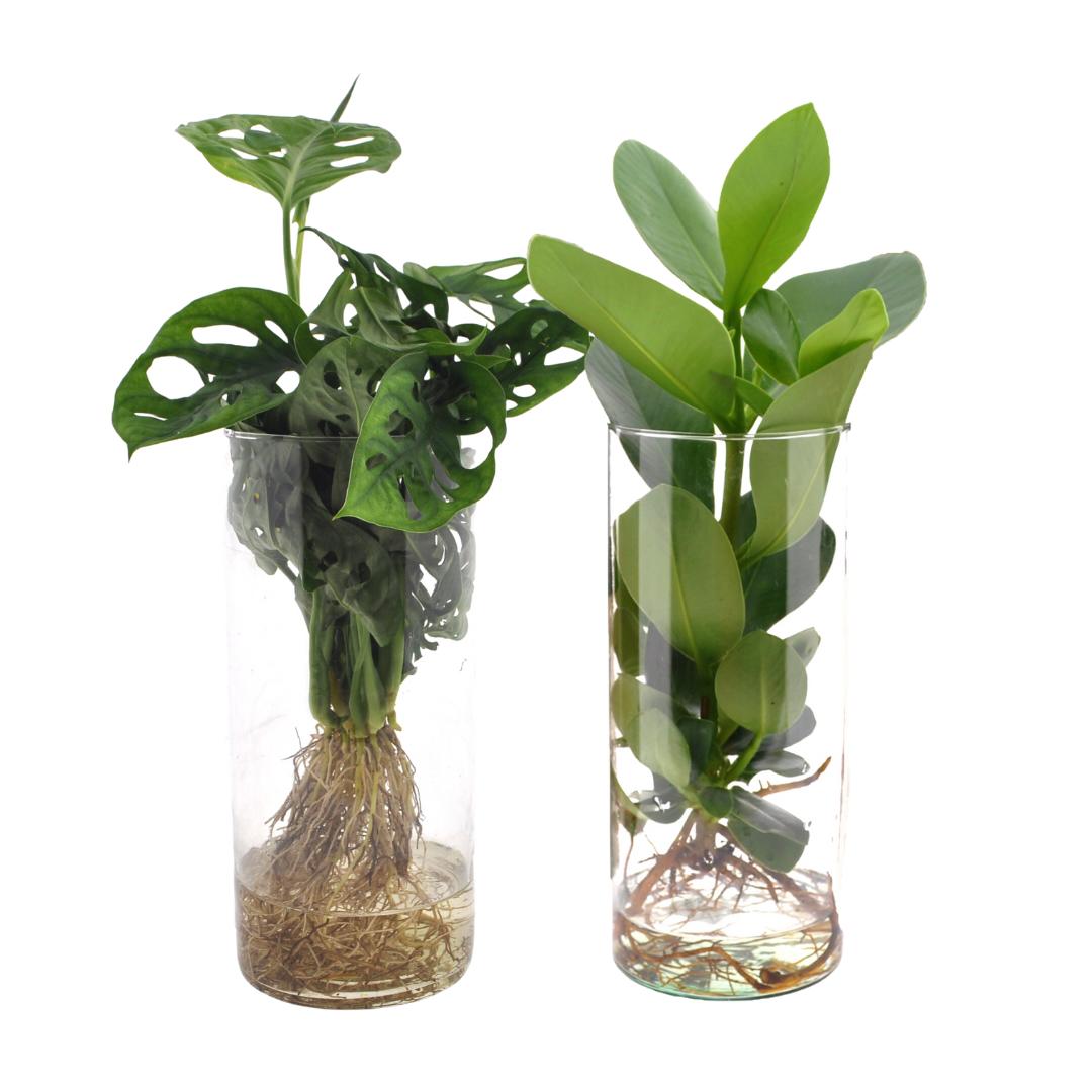 Cylinder glas Duo Monstera/Clusia - 2 Stücke - Ø12cm - ↕25-40cm