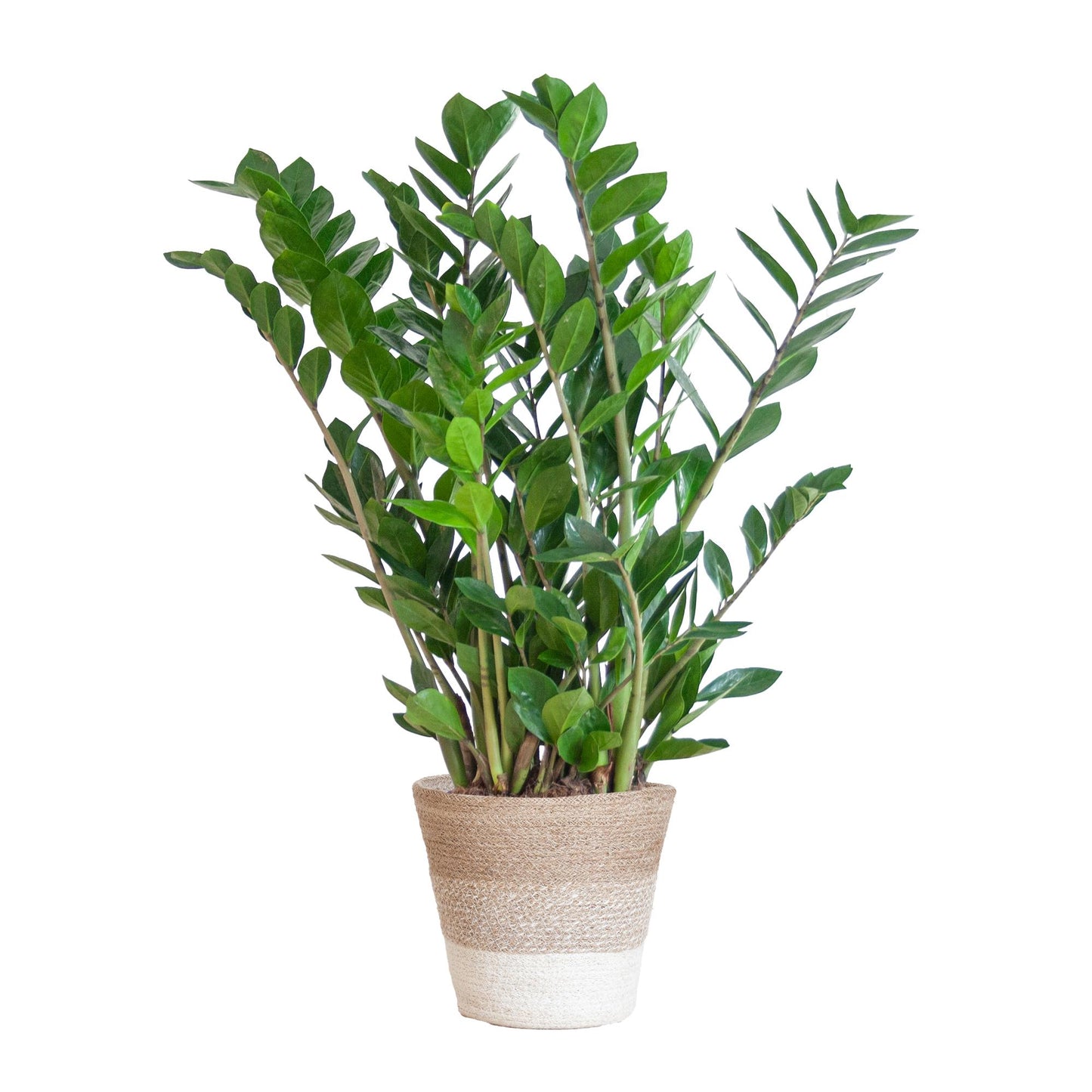 Zamioculcas Zamiifolia mit Pflanzkorb Lissabon weiß  - 80cm - Ø21 Premium Glücksfeder