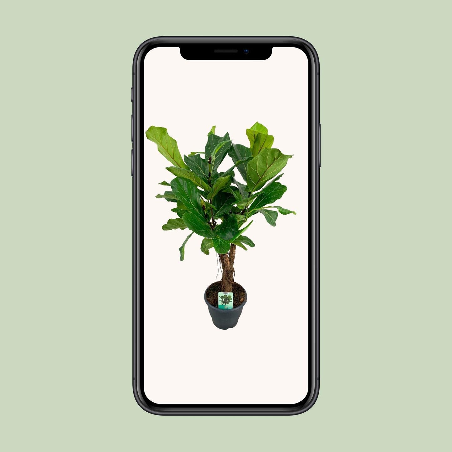 Ficus Lyrata - Ø26cm - ↕100cm